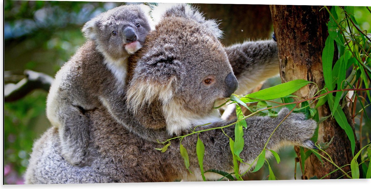 Dibond - Koala met Baby op de Rug - 100x50 cm Foto op Aluminium (Met Ophangsysteem)