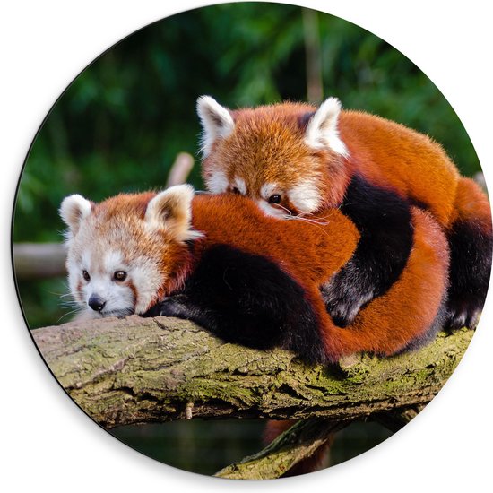 WallClassics - Dibond Muurcirkel - Knuffelende Rode Panda's - 50x50 cm Foto op Aluminium Muurcirkel (met ophangsysteem)