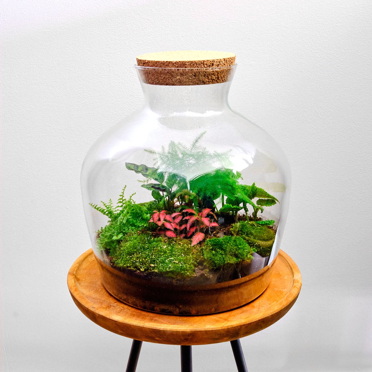 Mini-ecosysteem - Planten terrarium Big John -  31 cm – Ø 29 cm - Plant in glas
