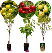 Set van 3 fruitbomen – 1 Appel, 1 Peer, 1 Kers – Hoogte +100cm – 5 Liter pot – Mix B