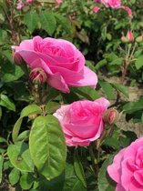 Rosa 'Gertrude Jekyll' - Roos, klimroos in pot