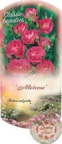 Rosa 'Melrose' - Roos in pot