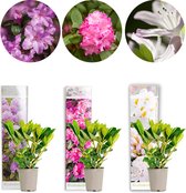 3x Rhododendron Mix – Rhododendron – Struik – Groenblijvend – ⌀09 cm - 15-20 cm