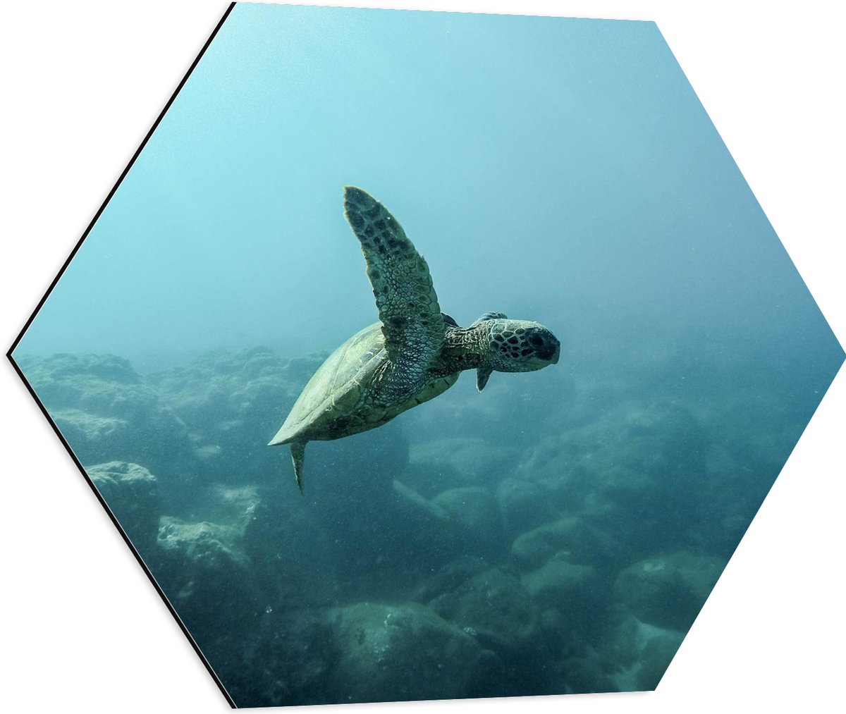 Dibond Hexagon - Baby Schildpad aan het Zwemmen - 60x52.2 cm Foto op Hexagon (Met Ophangsysteem)