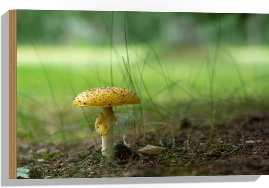 WallClassics - Bois - Champignon jaune avec brins d'herbe - 60 x 40 cm - Épaisseur 12 mm - Photo sur bois (avec système de suspension)