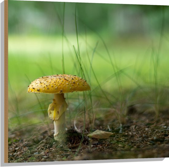 WallClassics - Bois - Champignon jaune avec brins d'herbe - 80 x 80 cm - Épaisseur 12 mm - Photo sur bois (avec système de suspension)