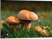 WallClassics - Dibond - Bruine Kleine Paddenstoelen - 80x60 cm Foto op Aluminium (Met Ophangsysteem)