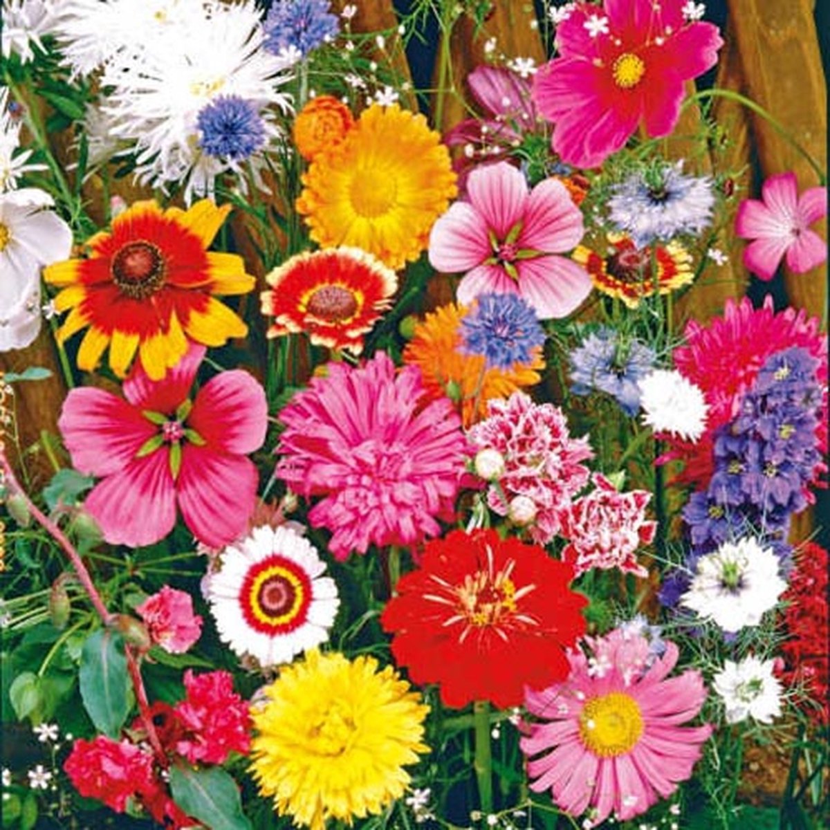 Bloemen mix zaden - Snijbloemenmix
