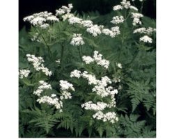 6 x  Myrrhis odorata - ROOMSE KERVEL, WELRIEKENDE MIRRE, RIBZAAD, PLANTKERVEL, DOLLE KERVEL... - pot 9 x 9 cm