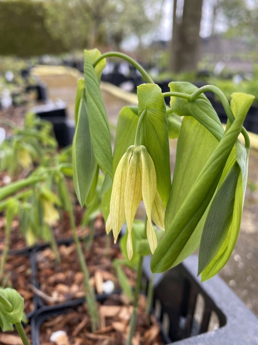 6 x Uvularia grand. 'Pallida' - Huigkruid - P9 Pot (9 x 9cm) - Dima Vaste Planten