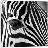 WallClassics - Tuinposter – Voorhoofd van een Zebra - 80x80 cm Foto op Tuinposter  (wanddecoratie voor buiten en binnen)