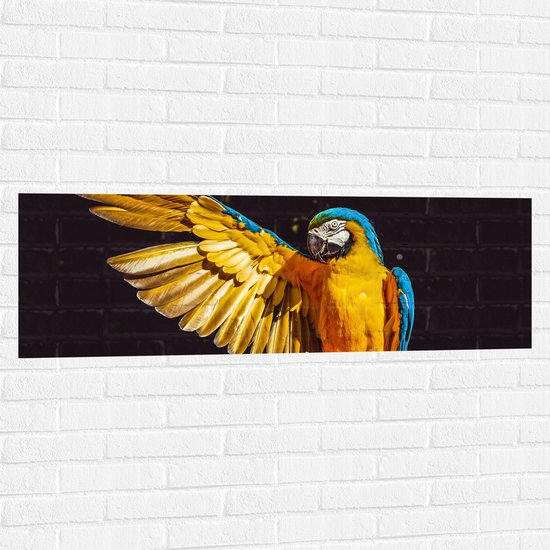 WallClassics - Muursticker - Ara Papegaai met Geel Gouden Vleugels - 120x40 cm Foto op Muursticker