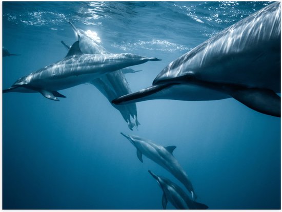 WallClassics - Poster (Mat) - Groep Dolfijnen in de Zee - 100x75 cm Foto op Posterpapier met een Matte look