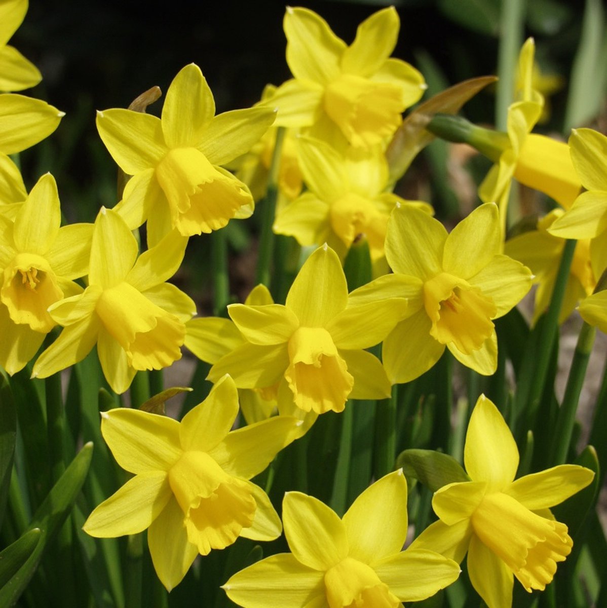 Grootverpakking Narcis Tête-à-Tête | 50 stuks | Cyclamineus | Geel |