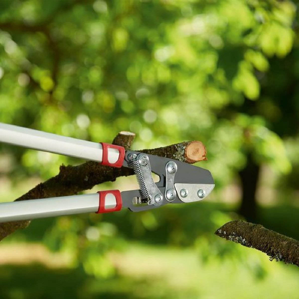 Wolf-Garten Power Cut RS 800 V Coupe-branches - 50 mm