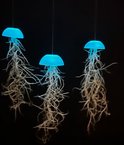 Prachtige set van 3 glazige glow-in-the-dark Jellyfish luchtplantjes met spaans mos/levende planten/tillandsia/airplants/kamerplant/huis/wooninspiratie/herfst/kerst/origineel kado/hangende plant/cadeau/interieur/vis/kwal/zee/strand/aquarium