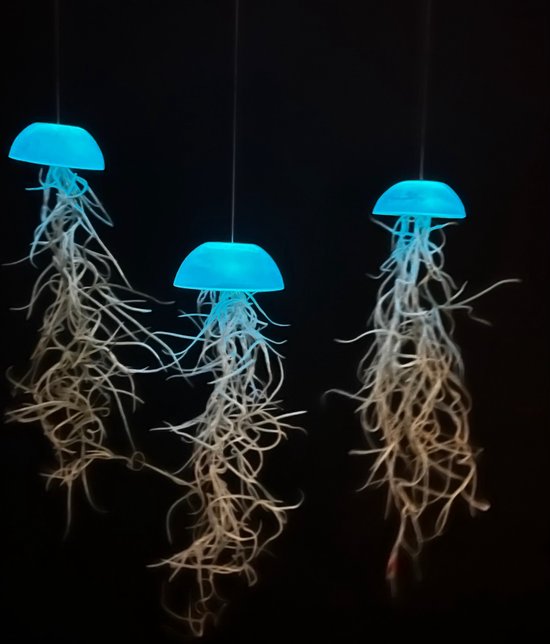 Prachtige set van 3 glazige glow-in-the-dark Jellyfish luchtplantjes met spaans mos/levende planten/tillandsia/airplants/kamerplant/huis/wooninspiratie/origineel kado/hangende plant/cadeau/kwal/zee/strand/valentijn/voor haar/voor hem/woonkamer/huis