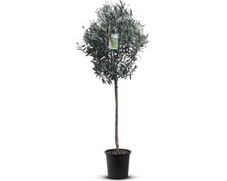 Olijfbomen Tuin- en balkonplant Olijfboom - Hoogte: 160cm