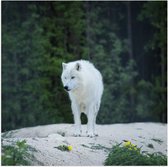 WallClassics - Poster (Mat) - Witte Wolf op een Rots - 50x50 cm Foto op Posterpapier met een Matte look