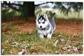 WallClassics - Dibond - Siberische Husky Pup Rennend door het Gras - 60x40 cm Foto op Aluminium (Met Ophangsysteem)