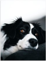 WallClassics - Poster Glanzend – Zwart/Witte Hond op de Bank - 30x40 cm Foto op Posterpapier met Glanzende Afwerking