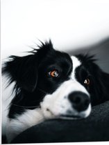 WallClassics - PVC Schuimplaat - Zwart/Witte Hond op de Bank - 60x80 cm Foto op PVC Schuimplaat (Met Ophangsysteem)