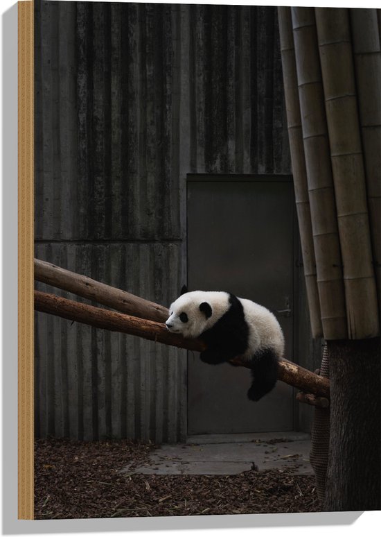 WallClassics - Hout - Panda Slapend op een Boomstam - 40x60 cm - 12 mm dik - Foto op Hout (Met Ophangsysteem)