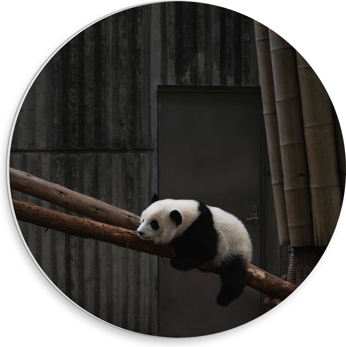PVC Schuimplaat Muurcirkel - Panda Slapend op een Boomstam - 30x30 cm Foto op Muurcirkel (