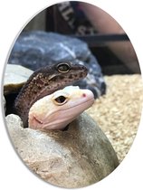 WallClassics - PVC Schuimplaat Ovaal - Gekko's met Hoofden uit een Steen - 30x40 cm Foto op Ovaal  (Met Ophangsysteem)