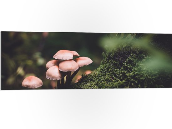 WallClassics - PVC Schuimplaat- Paddenstoelen bij het Mos in Bos - 120x40 cm Foto op PVC Schuimplaat