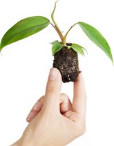 PLNTS - Baby Philodendron Mayoi - Kamerplant - Stekplantje 3 cm - Hoogte 8 cm