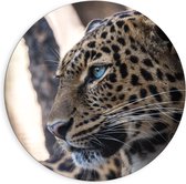 WallClassics - Cercle mural en aluminium Dibond - Léopard regardant au loin - 90 x 90 cm (avec système de suspension)