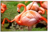 WallClassics - Dibond - Close-Up van een Flamingo - 60x40 cm Foto op Aluminium (Met Ophangsysteem)