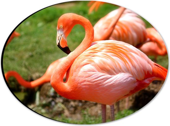 WallClassics - Dibond Ovaal - Close-Up van een Flamingo - 28x21 cm Foto op Ovaal (Met Ophangsysteem)