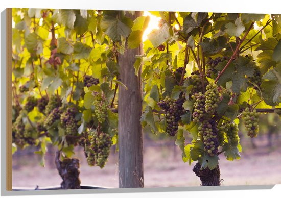 WallClassics - Hout - Groene en Paarse Trossen Druiven - 90x60 cm - 12 mm dik - Foto op Hout (Met Ophangsysteem)