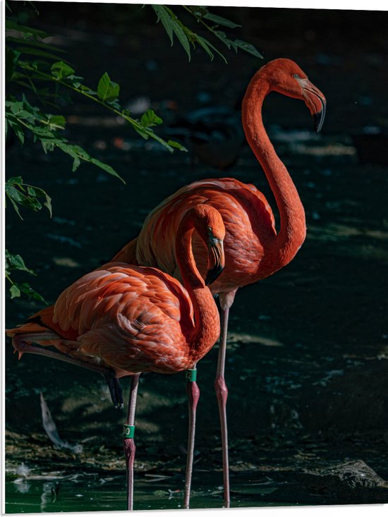 WallClassics - PVC Schuimplaat - Twee Flamingos in de Schaduw - 60x80 cm Foto op PVC Schuimplaat (Met Ophangsysteem)