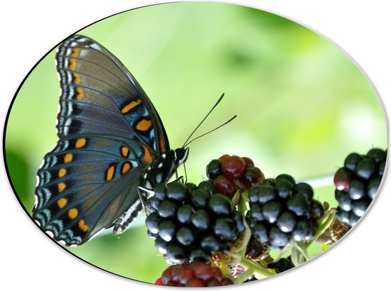 WallClassics - Dibond Ovaal - Zwarte Vlinder op Frambozen Struik - 40x30 cm Foto op Ovaal (Met Ophangsysteem)