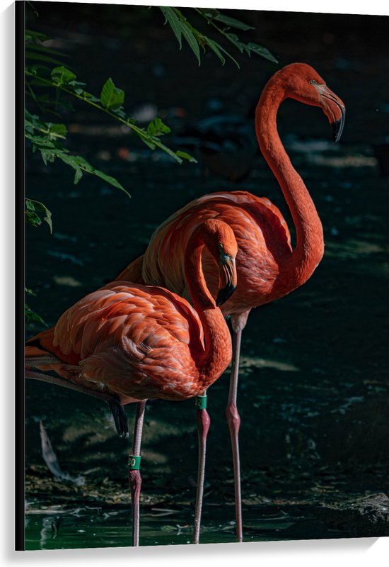 WallClassics - Canvas  - Twee Flamingos in de Schaduw - 80x120 cm Foto op Canvas Schilderij (Wanddecoratie op Canvas)