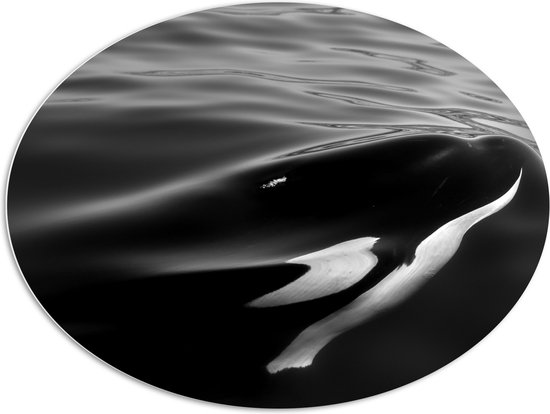 WallClassics - PVC Schuimplaat Ovaal - Orka onder het Wateroppervlak - 108x81 cm Foto op Ovaal  (Met Ophangsysteem)