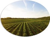 WallClassics - Panneau en mousse PVC ovale - Terre agricole - Photo 68 x 51 cm sur ovale (avec système de suspension)