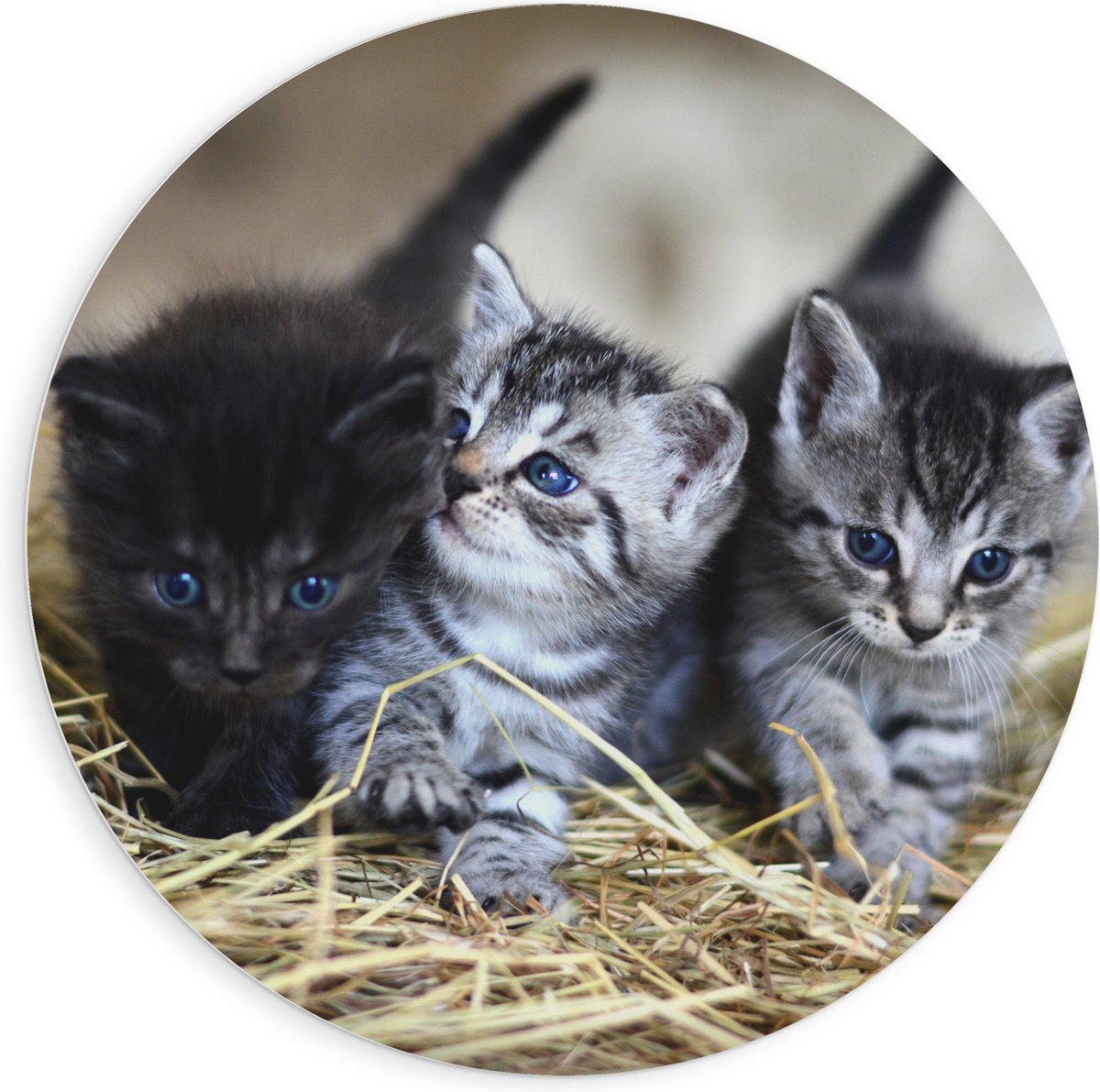 PVC Schuimplaat Muurcirkel - Drie Schattige Baby Poesjes - 90x90 cm Foto op Muurcirkel (met ophangsysteem)
