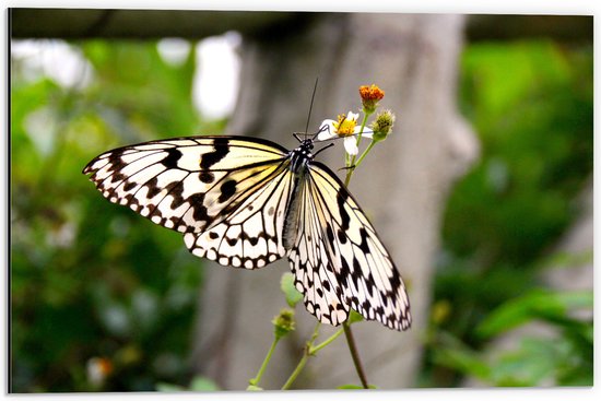 WallClassics - Dibond - Zwart met Witte Vlinder op een Bloemetje - 60x40 cm Foto op Aluminium (Met Ophangsysteem)