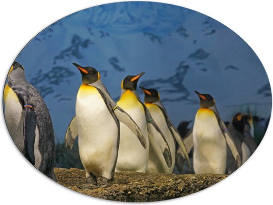 WallClassics - Dibond Ovaal - Keizer Pinguïns op een Rijtje - 108x81 cm Foto op Ovaal (Met Ophangsysteem)