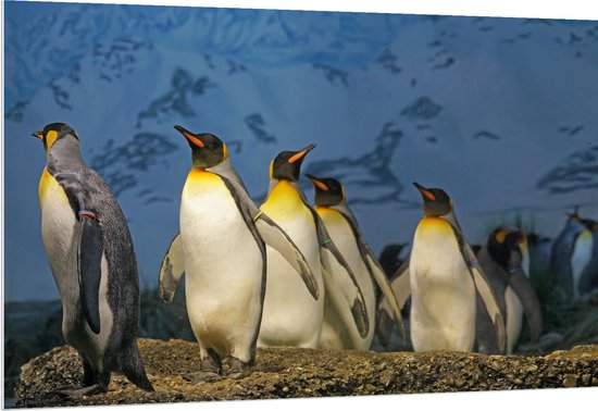 WallClassics - PVC Schuimplaat - Keizer Pinguïns op een Rijtje - 150x100 cm Foto op PVC Schuimplaat (Met Ophangsysteem)