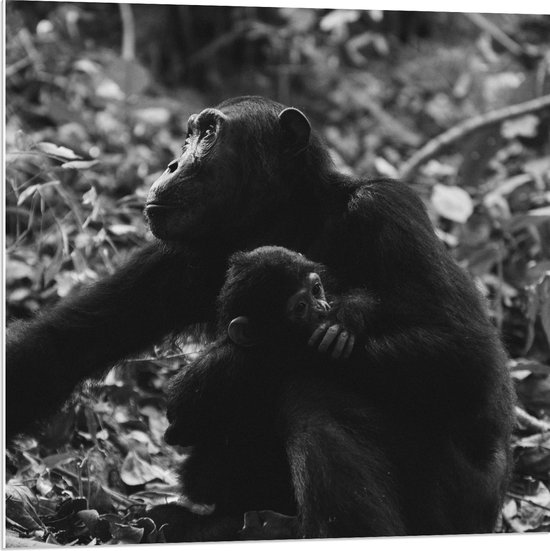 WallClassics - PVC Schuimplaat - Chimpansee met Baby Zwart / Wit - 80x80 cm Foto op PVC Schuimplaat (Met Ophangsysteem)