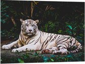 WallClassics - Acrylglas - Witte Tijger in de Jungle - 100x75 cm Foto op Acrylglas (Wanddecoratie op Acrylaat)