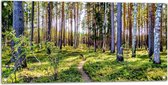 WallClassics - Poster de Jardin - Chemin Entre Grands Arbres en Forêt - 100x50 cm Photo sur Poster de Jardin (décoration murale pour l'extérieur et l'intérieur)