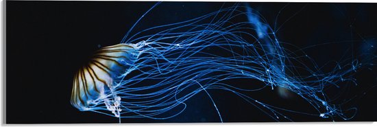 WallClassics - Acrylglas - Geel met Blauwe Kwal onder Water - 60x20 cm Foto op Acrylglas (Wanddecoratie op Acrylaat)