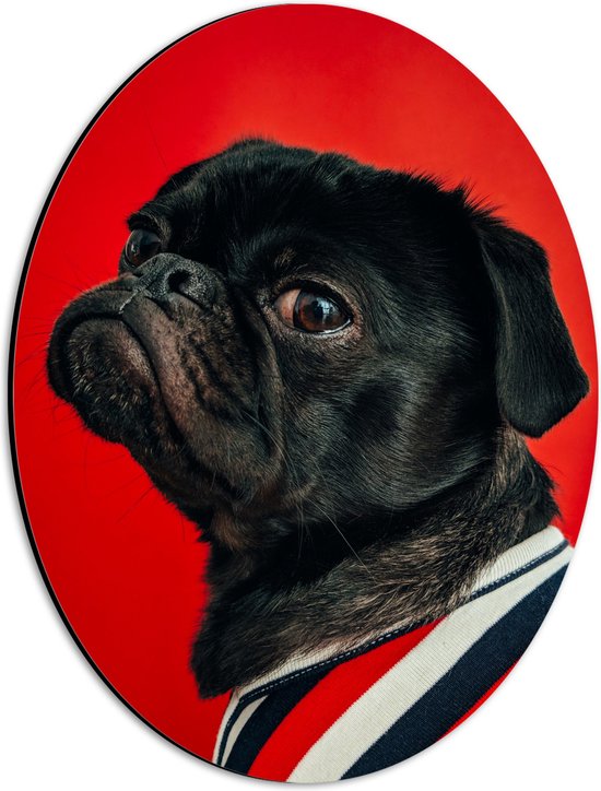 WallClassics - Dibond Ovaal - Big Bos Pug met Kleren aan - 30x40 cm Foto op Ovaal (Met Ophangsysteem)