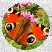 WallClassics - Muursticker Cirkel - Rode Vlinder met Ogen op de Vleugels - 20x20 cm Foto op Muursticker